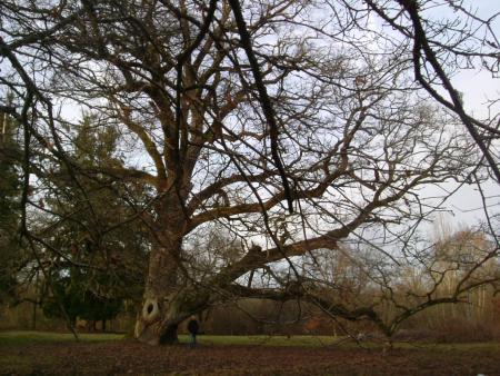 bel arbre
